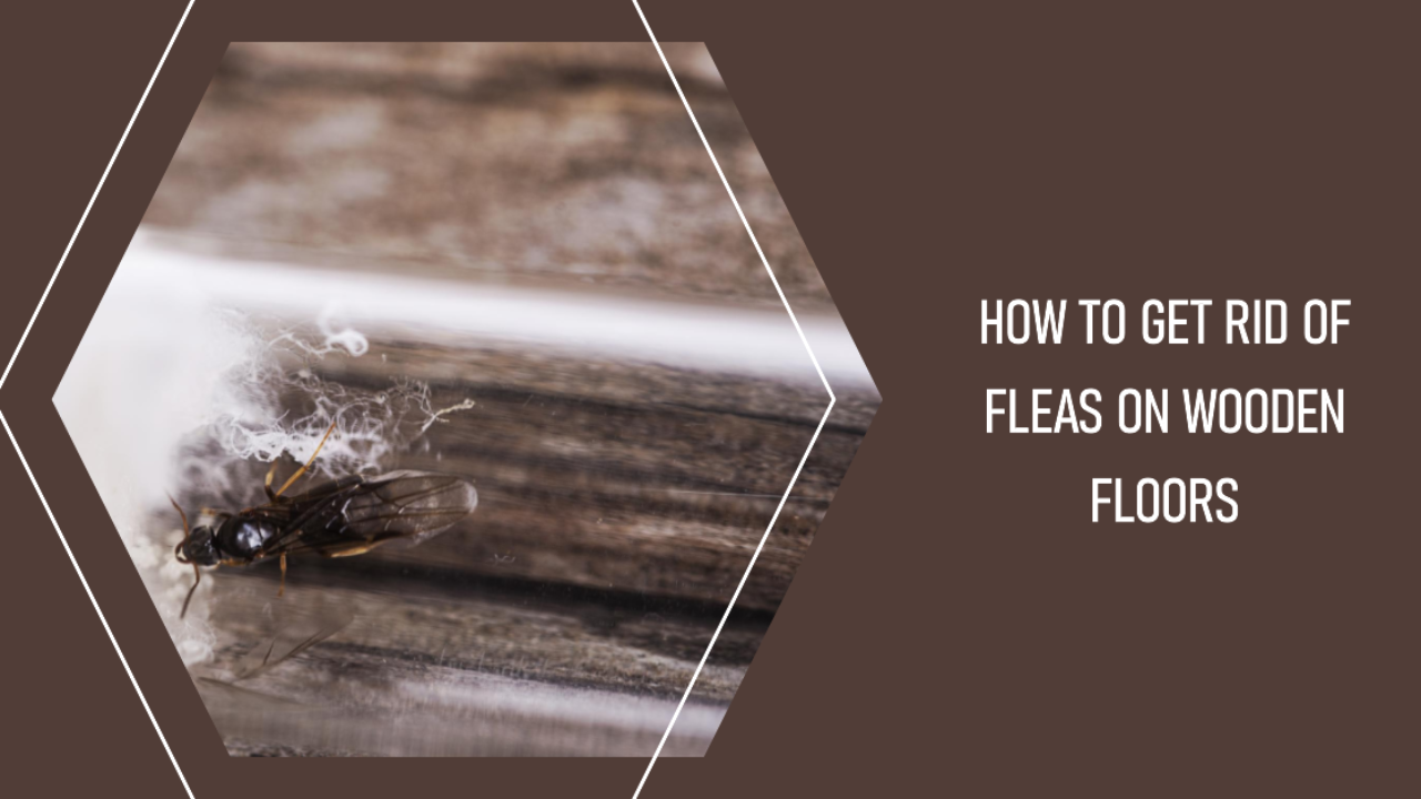How To Remove Fleas From Wooden Floors
